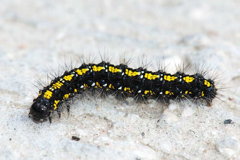 Bruco giallo nero - Callimorpha dominula